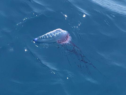 Portuguese Man o War!