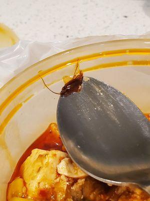 Roach in my food. This is how I first saw it.