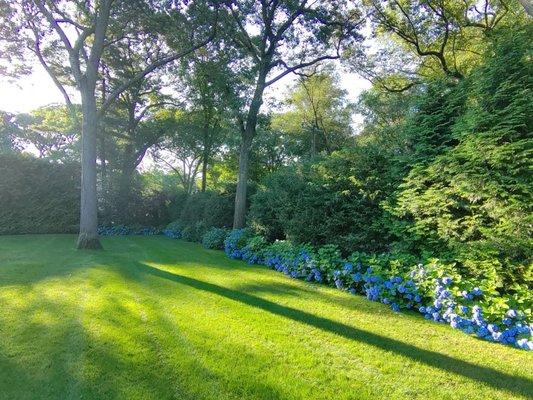 Hydrangeas border