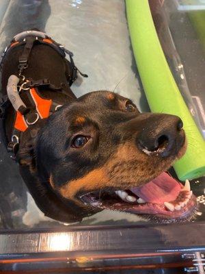 Dallas on the water treadmill!