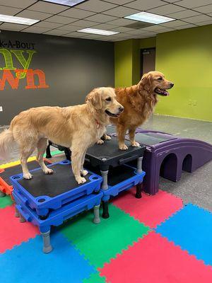 Bark-A-Bout's Full-Day Enrichment Daycare Program gives 5 mind-engaging activities where Purposeful Play Meets Structured Learning!