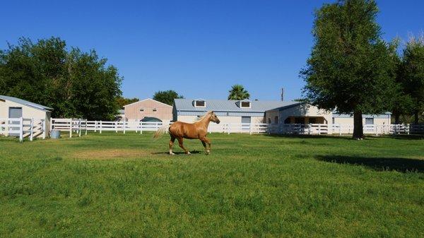 Pasture w/ Small Barn