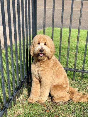 Goldendoodle grooming