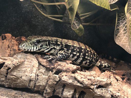 Another baby tegu.