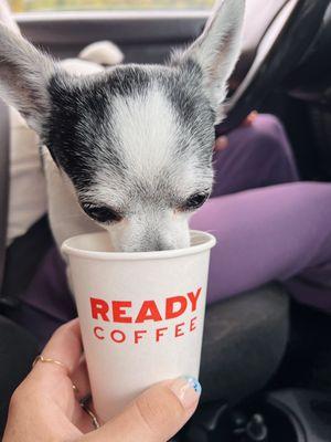 Pup cup