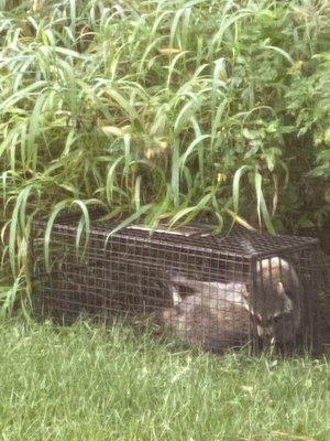 Raccoons in traps