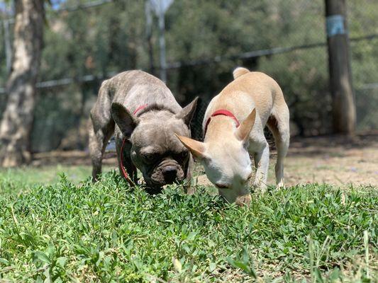 Training buddies!