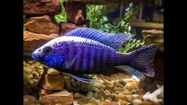 This guy was a little boring brown loner in the OB peacock tank. Possible Mara Rocks/Taiwan Reef hybrid.