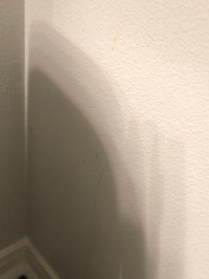 Hardened urine staining left behind on my wall from previous tenant.