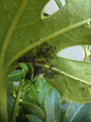 Ants farming aphids for the secretion of honeydew