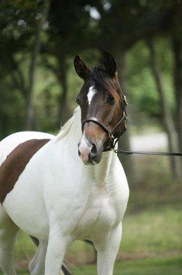 Hackberry Arabians