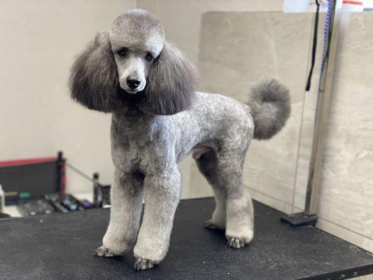 Phoenix has an  adorable haircut from Madison!