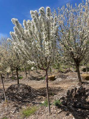 Goodmark Nurseries