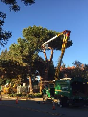 Stone Pine removal