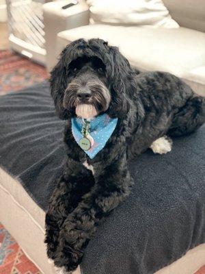 Merlin posing after his hair cut