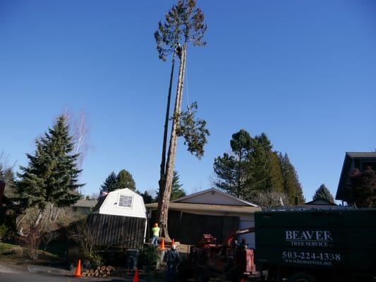 This Cedar Tree had multiple Co-dominate tops resulting in poor structure.