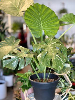 Monstera Thai Constellation