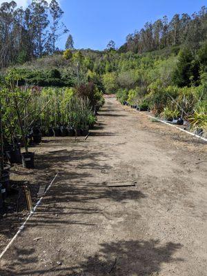 Where we found the row of olive trees.