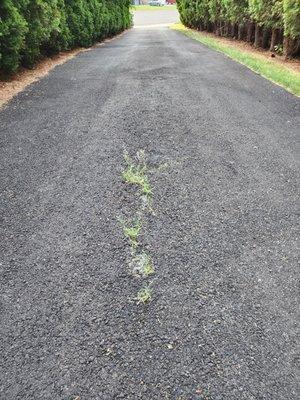 Grass growing where the new asphalt is 0 inches thick.