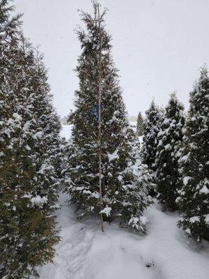 Hetz Wintergreen Arborvitae