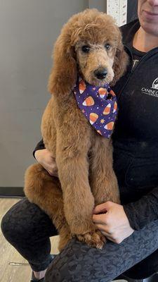 Canine Couture Pet Grooming