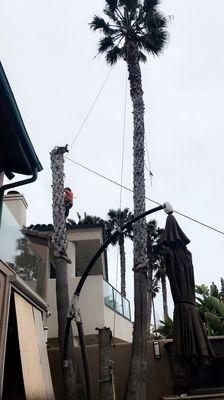 La Jolla, San Diego. Palm tree removals. MC TREE SERVICE (760) 500-3207