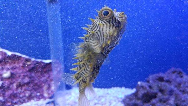 porcupine puffer