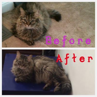 Cat, before and after grooming.