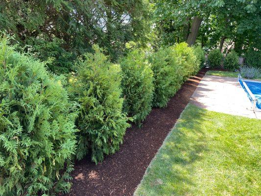 Row of newly planted arborvitaes by Lenares Landscaping