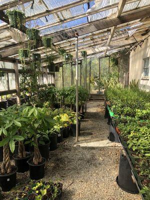 hawthorne nursery