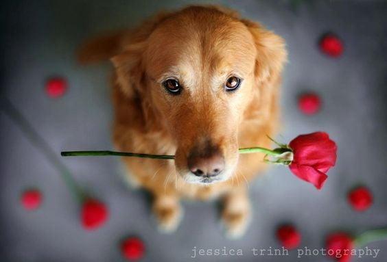 Had a wonderful Valentines, making pets beautiful for all the love they give. Local Pet Groomer Port St Lucie www.furdogsonlygrooming.com