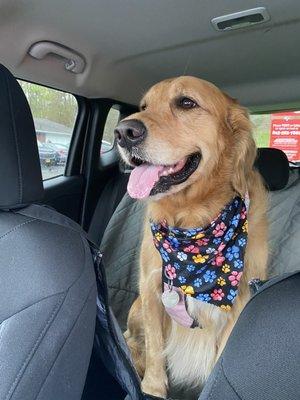 Happy and clean after her grooming session :)