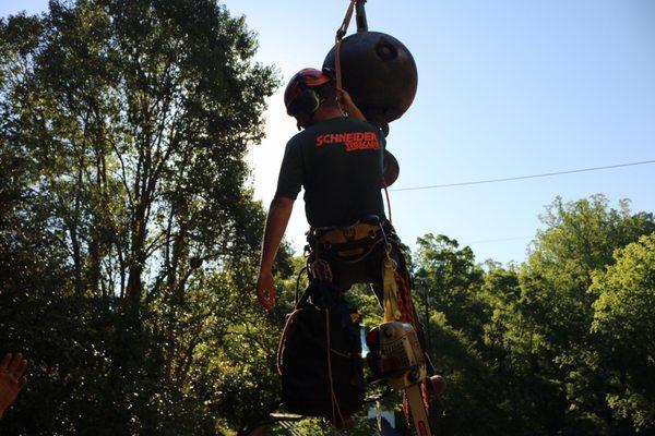 Tree Care in Taylors, SC