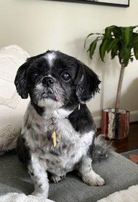 Senior dog Celie (13)