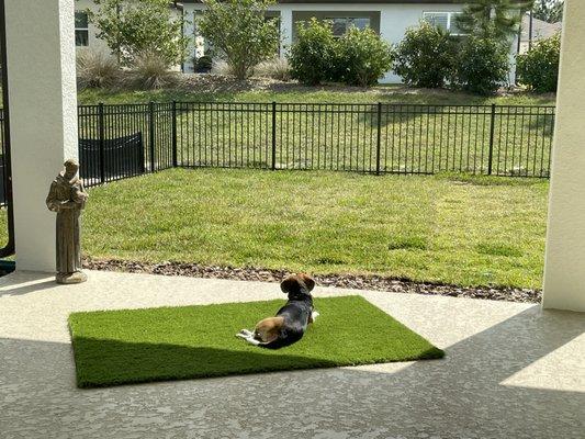 My beagle enjoys her safe freedom in her back yard.