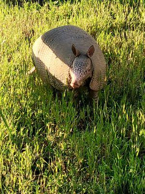 Armadillo