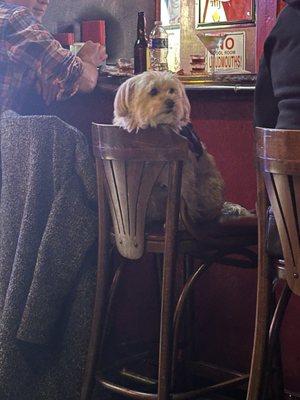 Look this cutie at the bar