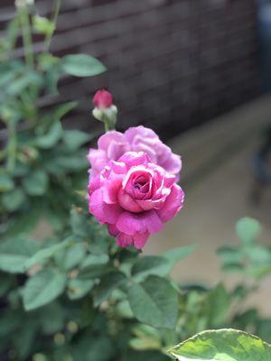 Roses compliments of Westwood Gardens. We enjoy their beautiful selection of healthy, fragrant roses!