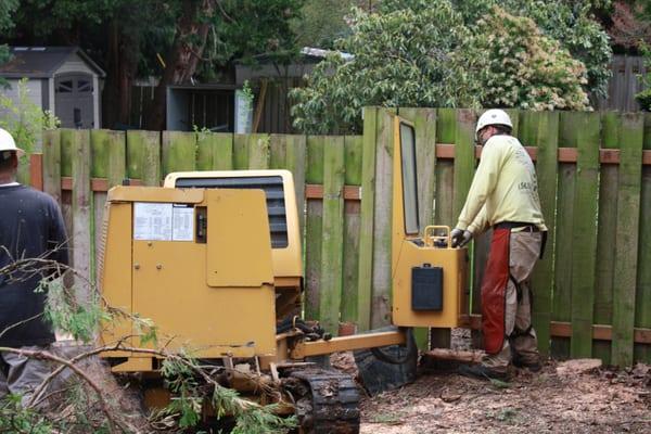 Grinding a stump in the backyard.