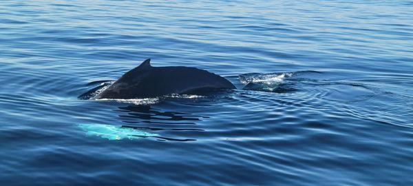 Humpback Whale in our way to Catalina