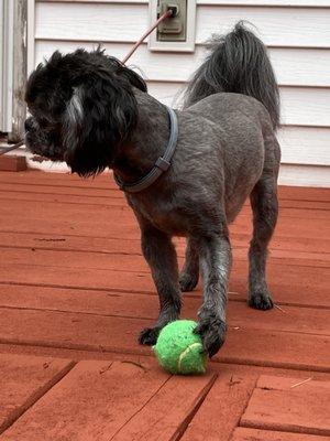 Paw Prints Grooming Center