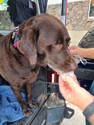 Doggie ice cream after baths! Sierra says A+