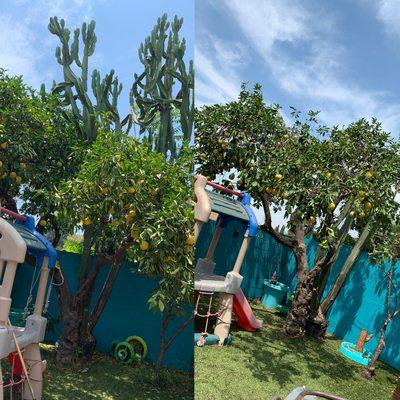 Trimmed grape fruit and cactus cut