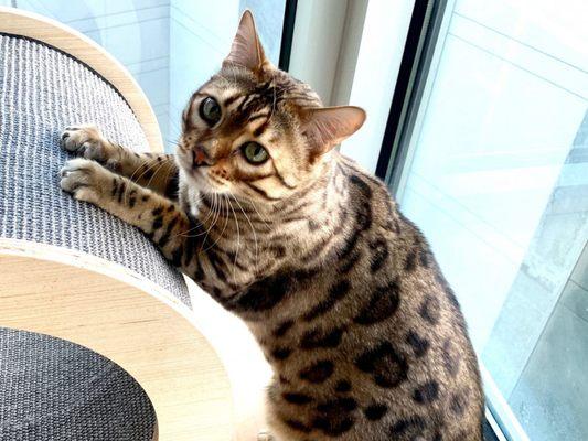 Bodhi loves the scratch pad