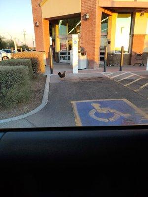 Live chickens at walgreens too!...lol