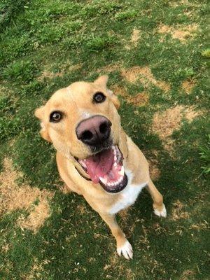 Happy Bella at Boonville Animal Hospital!