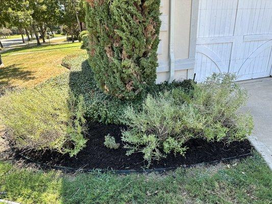 Mulch. Tree trimming