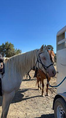 Maverick & his pretty blue eyes :)