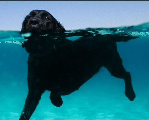 Best Dog Swimming Lessons in Springfield/Eugene!!