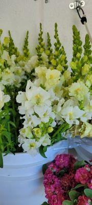 Local snapdragons